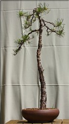 Waldkiefer mchte Literat werden - www.bonsai-fachforum.de