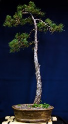 ming aralia bonsai 6