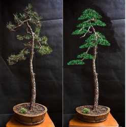 Waldkiefer mchte Literat werden - www.bonsai-fachforum.de